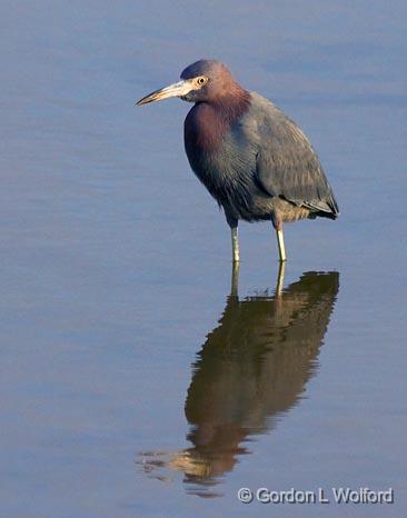 Little Blue Heron_29076.jpg - Little Blue Heron (Egretta caerulea)Photographed along the Gulf coast near Port Lavaca, Texas, USA.